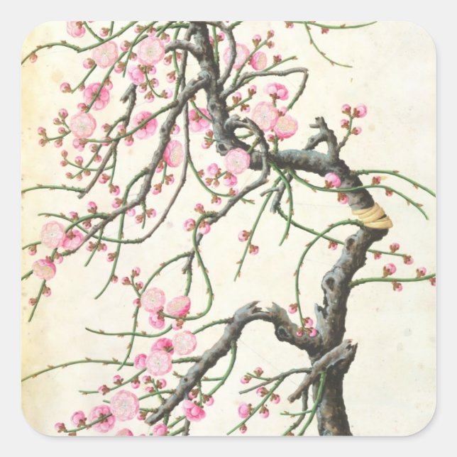 Peach blossom (colour on paper) square sticker (Front)