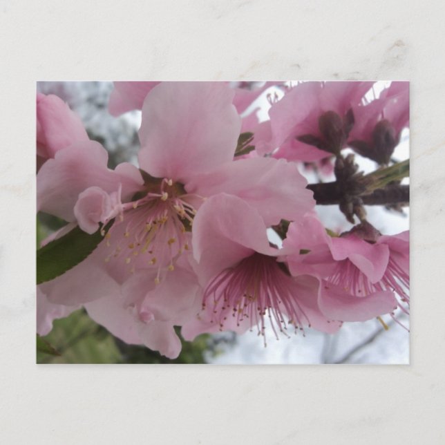 Peach Blossom Postcard (Front)