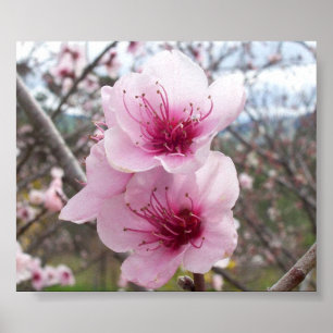 Peach Blossoms Poster