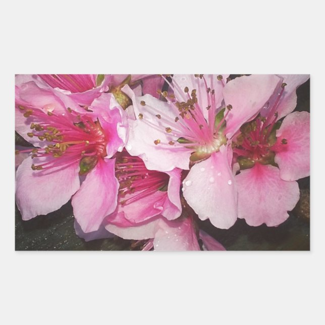 Peach Blossoms Rectangular Sticker (Front)