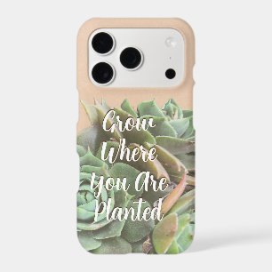 Peach Blush Succulent Choose your colour