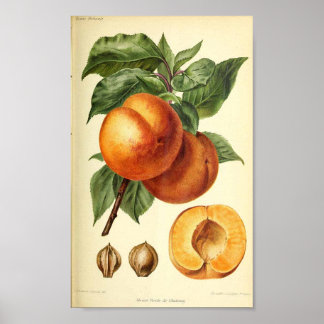 Peach Botanical Fruit Print