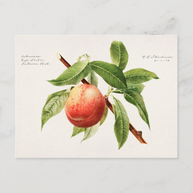 Peach Bough (Prunus Persica) Fruit Painting Postcard (Front)