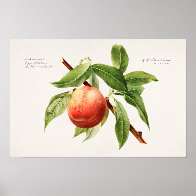 Peach Bough (Prunus Persica) Fruit Painting Poster (Front)