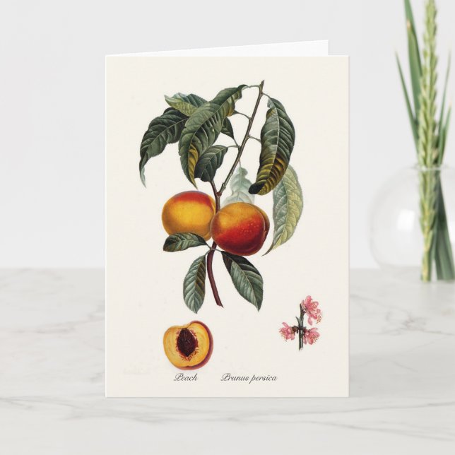 Peach Card (Front)