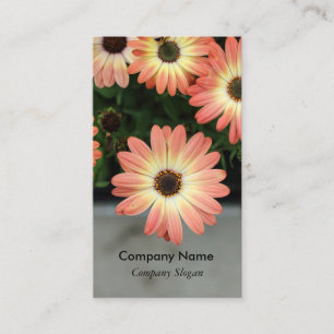 Peach Colour African Daisies Business Card