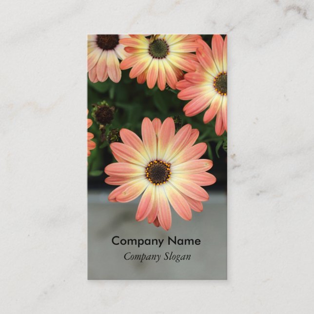 Peach Colour African Daisies Business Card (Front)