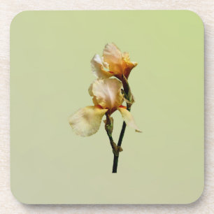 Peach Coloured Irises Coaster