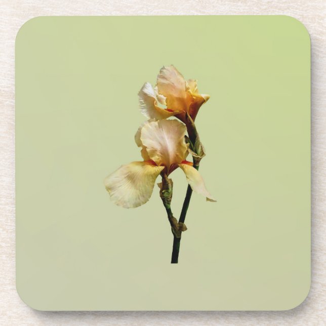Peach Coloured Irises Coaster (Front)