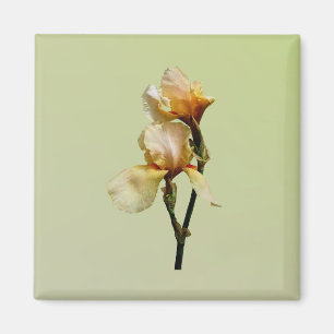 Peach Coloured Irises Magnet