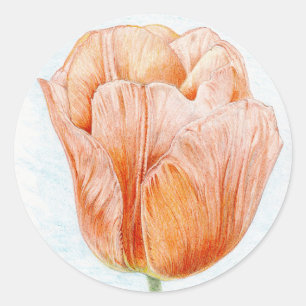 Peach Coloured Tulip Classic Round Sticker