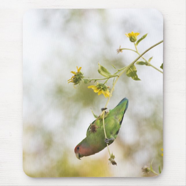 peach-faced love bird mouse mat (Front)