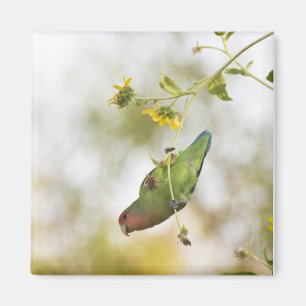 peach faced love bird on a branch magnet