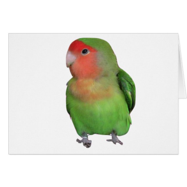 Peach-faced Lovebird (Front Horizontal)