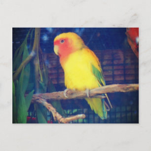 Peach-faced Lovebird #1 Postcard