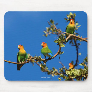 Peach-faced lovebird mouse mat