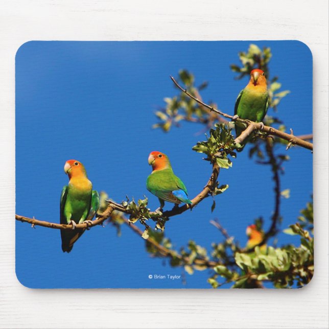 Peach-faced lovebird mouse mat (Front)