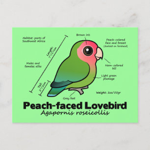 Peach-faced Lovebird Statistics Postcard