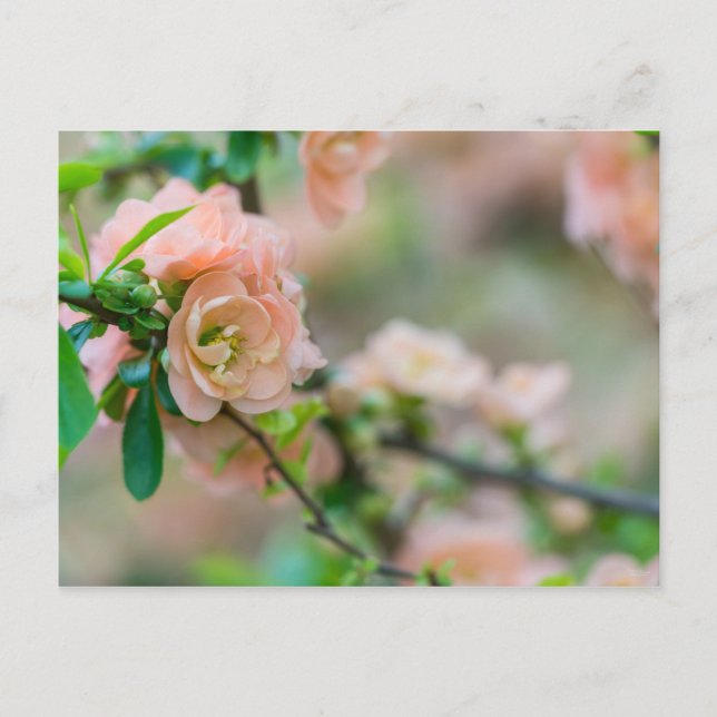 Peach Flowering Quince Blank Post Card (Front)