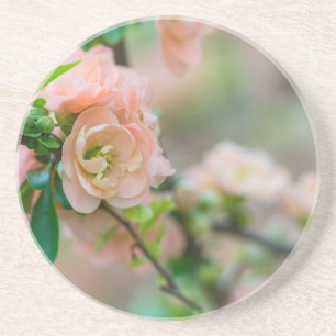 Peach Flowering Quince Coaster