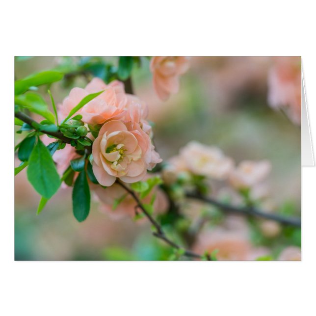 Peach Flowering Quince Greeting Card (Front Horizontal)