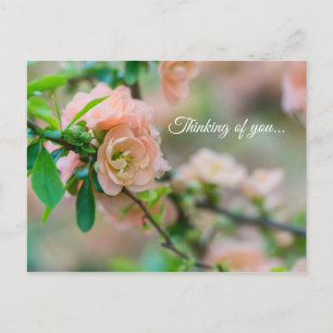 Peach Flowering Quince Thinking Of You Postcard