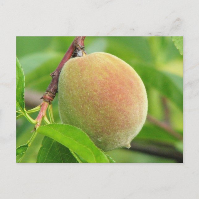 Peach Fuzz Postcard (Front)