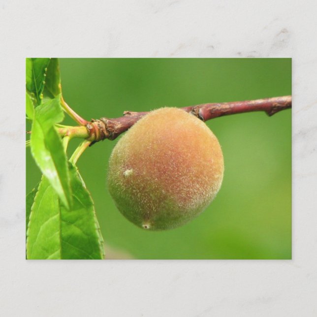 Peach Fuzz Postcard (Front)