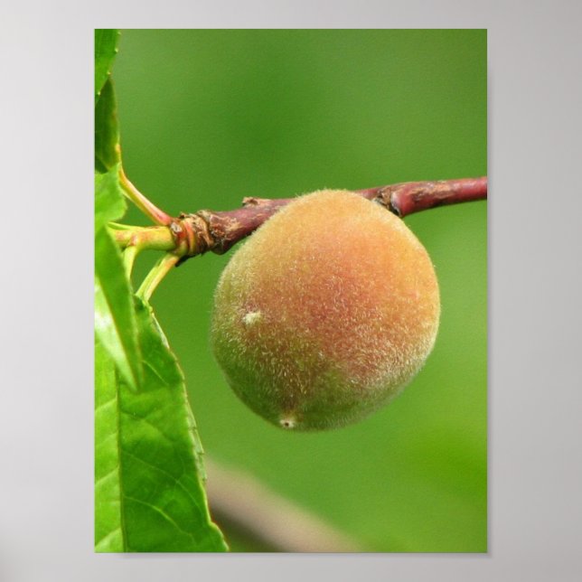 Peach Fuzz Poster (Front)