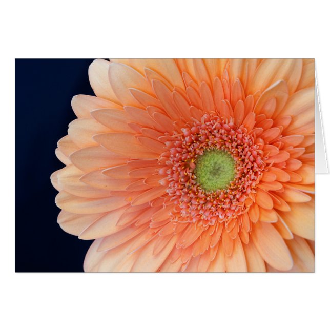 Peach Gerbera (Front Horizontal)