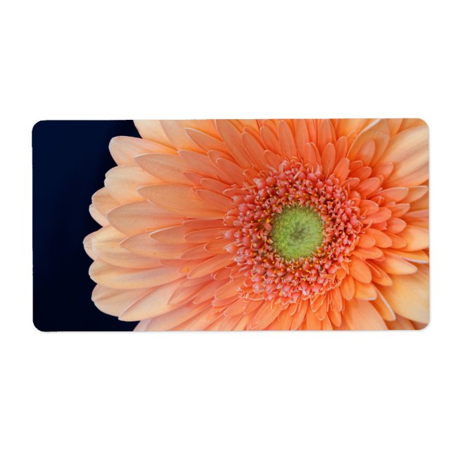 Peach Gerbera (Front)