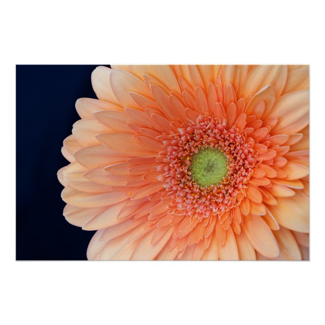 Peach Gerbera Poster (Front)