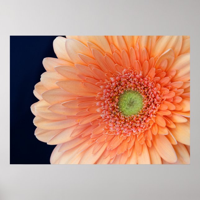 Peach Gerbera Poster (Front)
