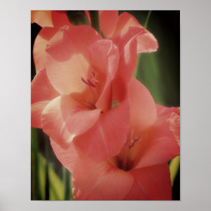Peach Gladiolus Flower Close Up Poster