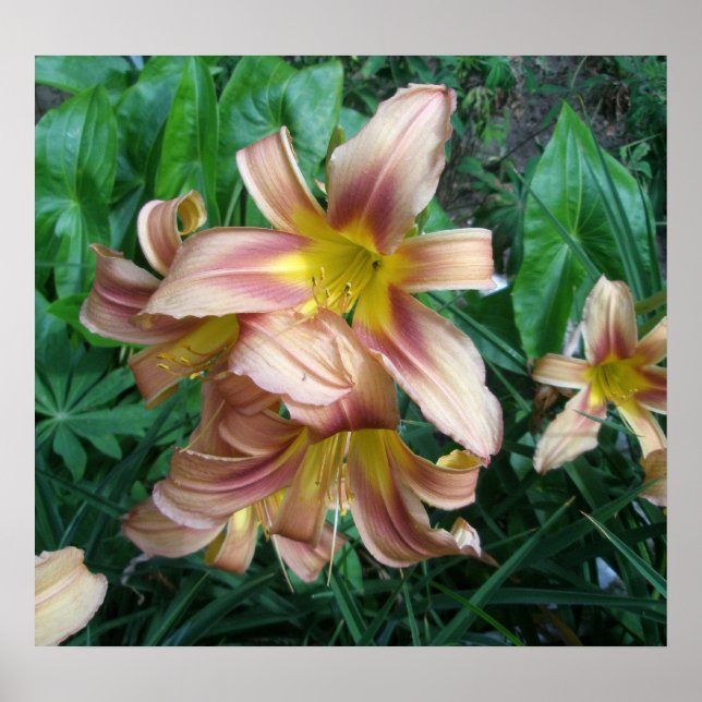 Peach Lily Poster (Front)