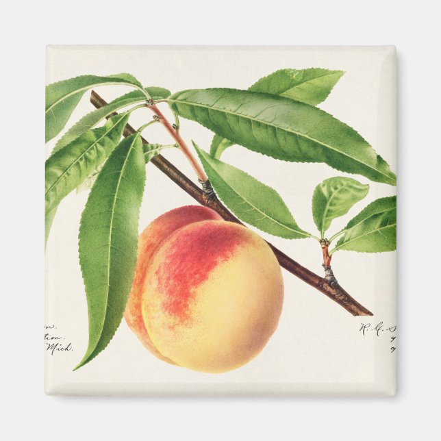 Peach Magnet (Front)