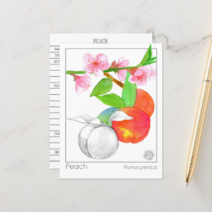 Peach Materia Medica Botanical Herbal Study Card