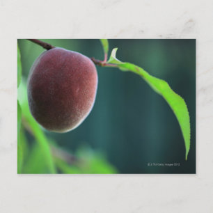 Peach on a peach tree postcard