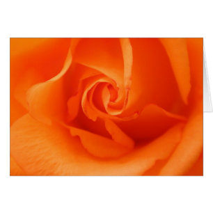 Peach Orange Rose