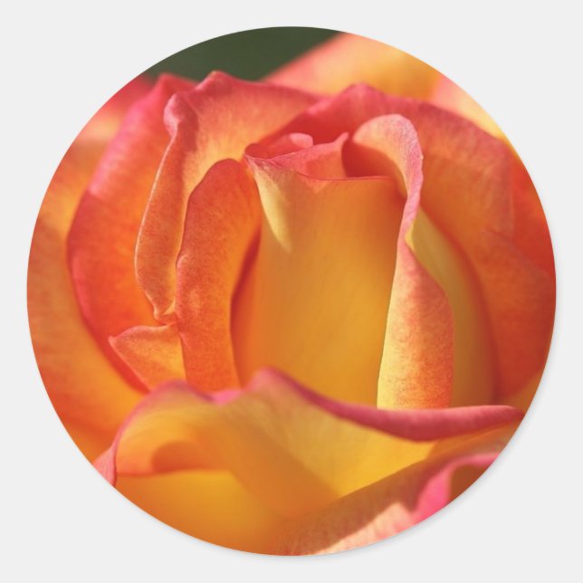 PEACH (Orange) ROSE WEDDING STICKERS AND SEALS (Front)