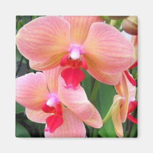 Peach orchids - Magnet