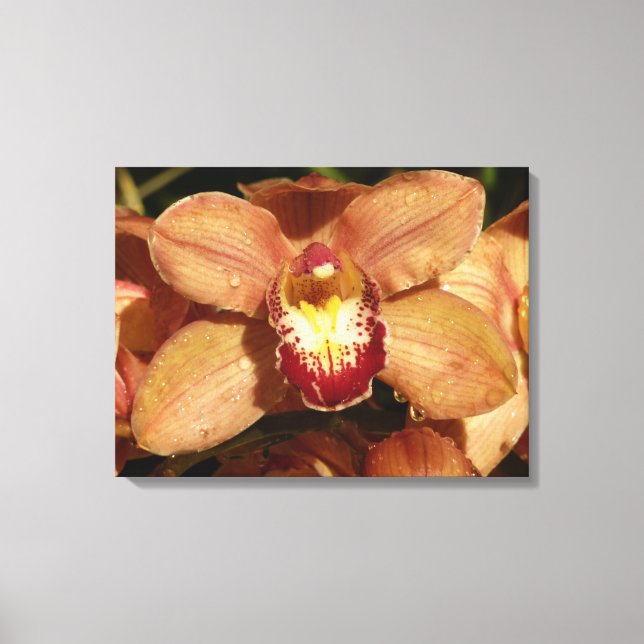 Peach Orchids with Raindrops Floral Canvas Print (Front)