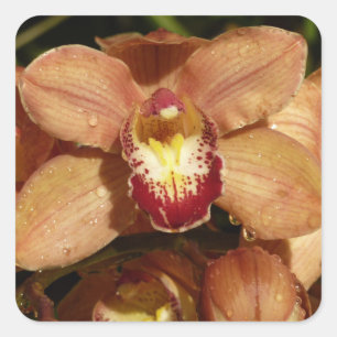 Peach Orchids with Raindrops Floral Square Sticker