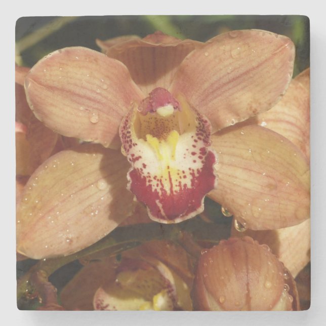 Peach Orchids with Raindrops Floral Stone Coaster (Front)