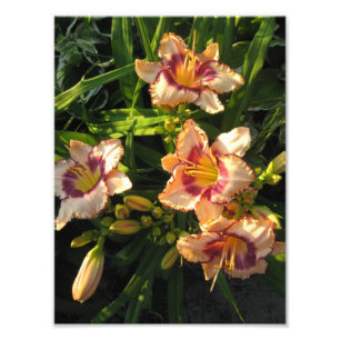 Peach Oriental Day Lilies Photo Print