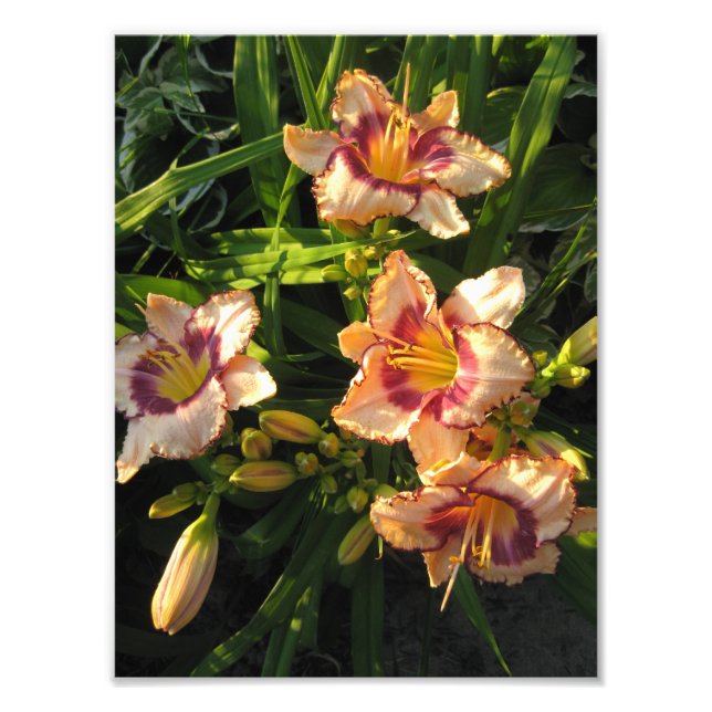 Peach Oriental Day Lilies Photo Print (Front)
