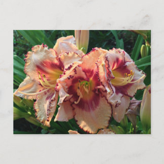 Peach Oriental Lily Flowers Postcard