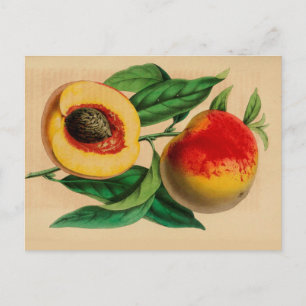 "Peach" Peche Abricotte Vintage Sketch Postcard