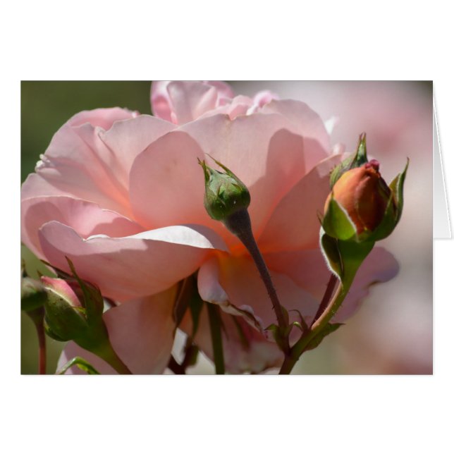 Peach Peony (Front Horizontal)
