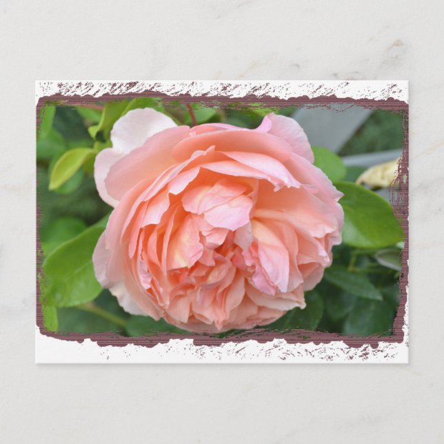 Peach Peony Postcard (Front)